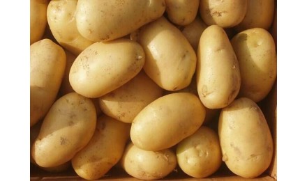  馬鈴薯將成未來健康主食